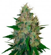 Purple Kush Autoflower