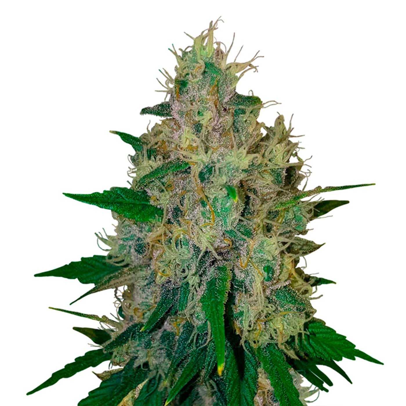 Purple Kush Autoflower