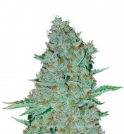 Sweet Tooth Feminized