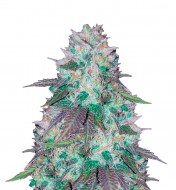 Blue Haze Feminized