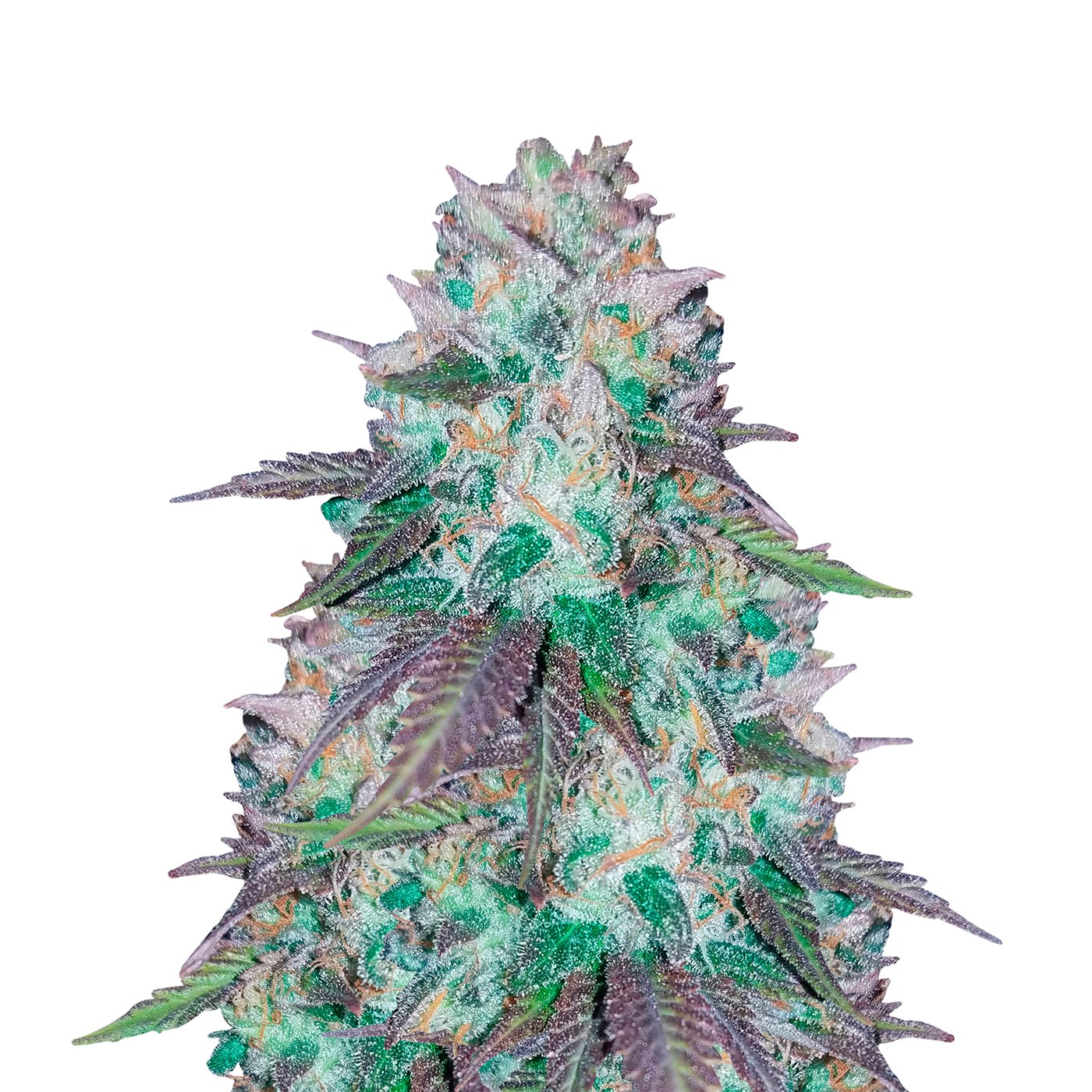 Blue Haze Feminized