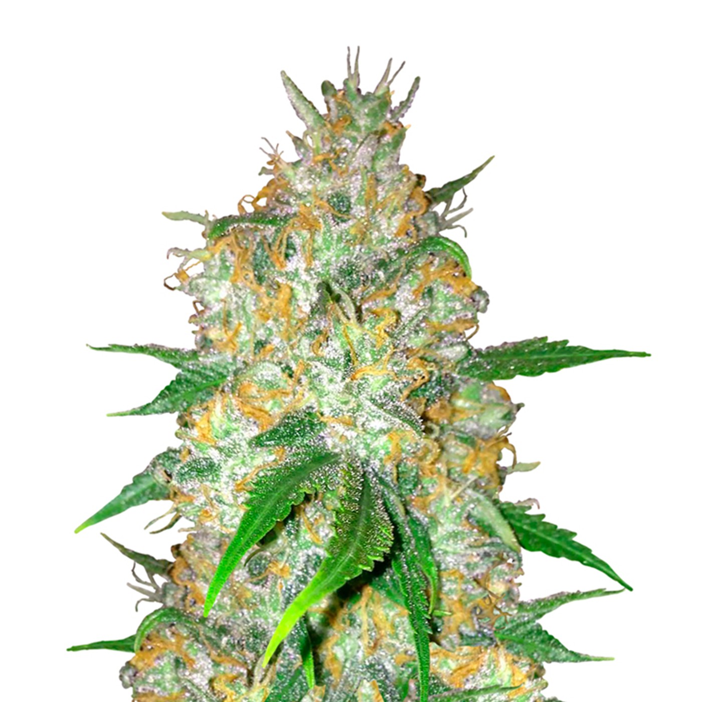 Blue Widow Feminized