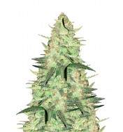 Chemdog 4 Feminized