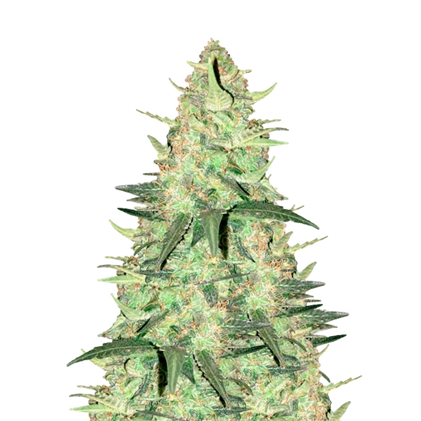 Chemdog 4 Feminized
