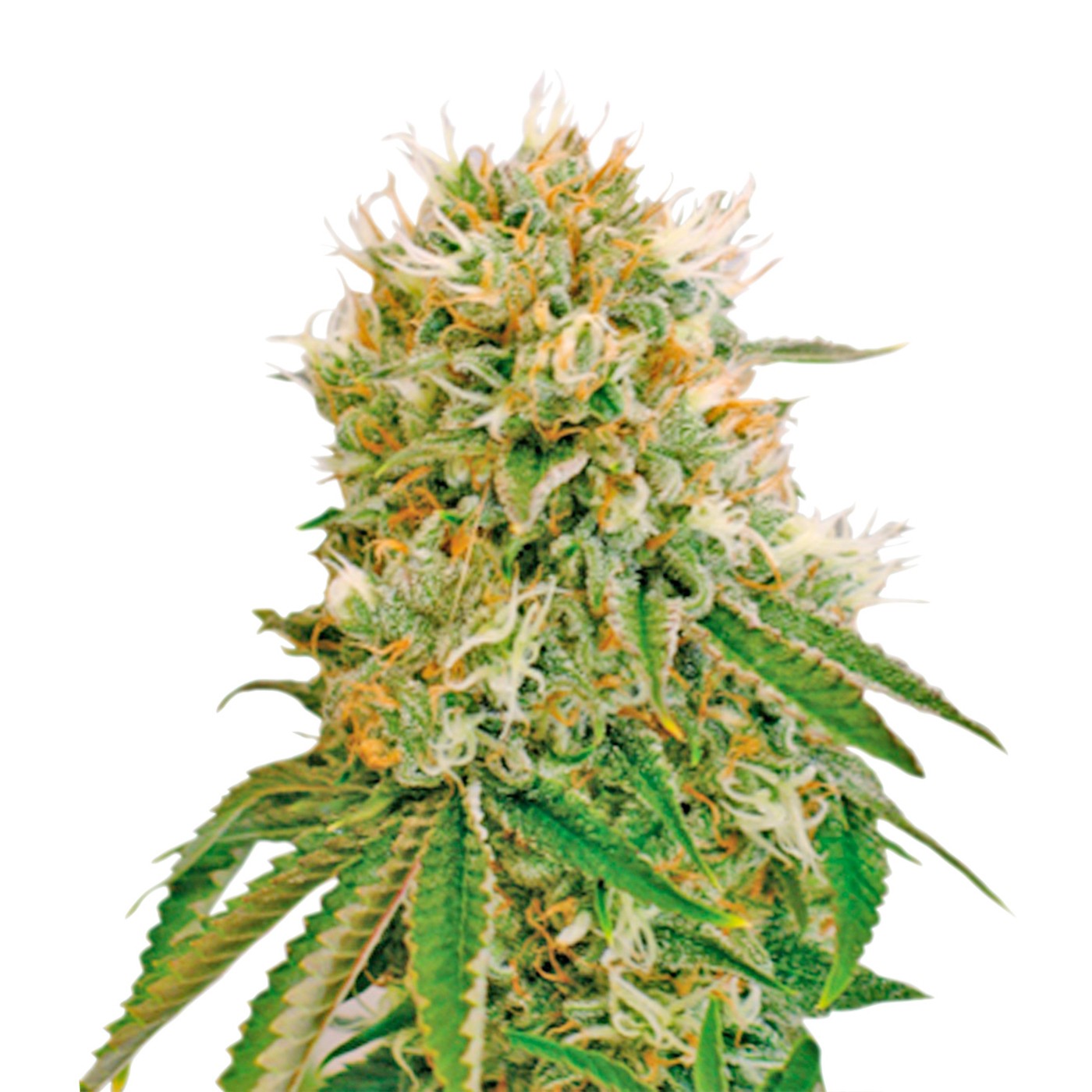 Cherry AK Feminized