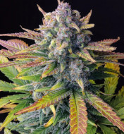 Tropicana Cookies Purple Autoflower