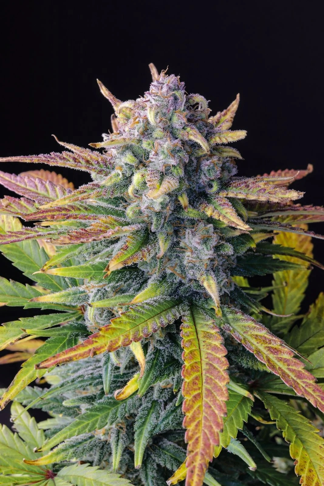Tropicana Cookies Purple Autoflower