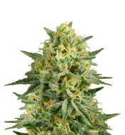 Critical 2.0 Feminized