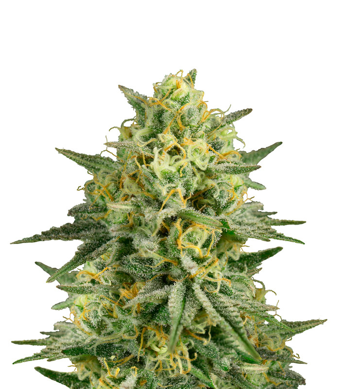 Critical 2.0 Feminized