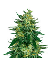 Forbidden Fruit Feminized
