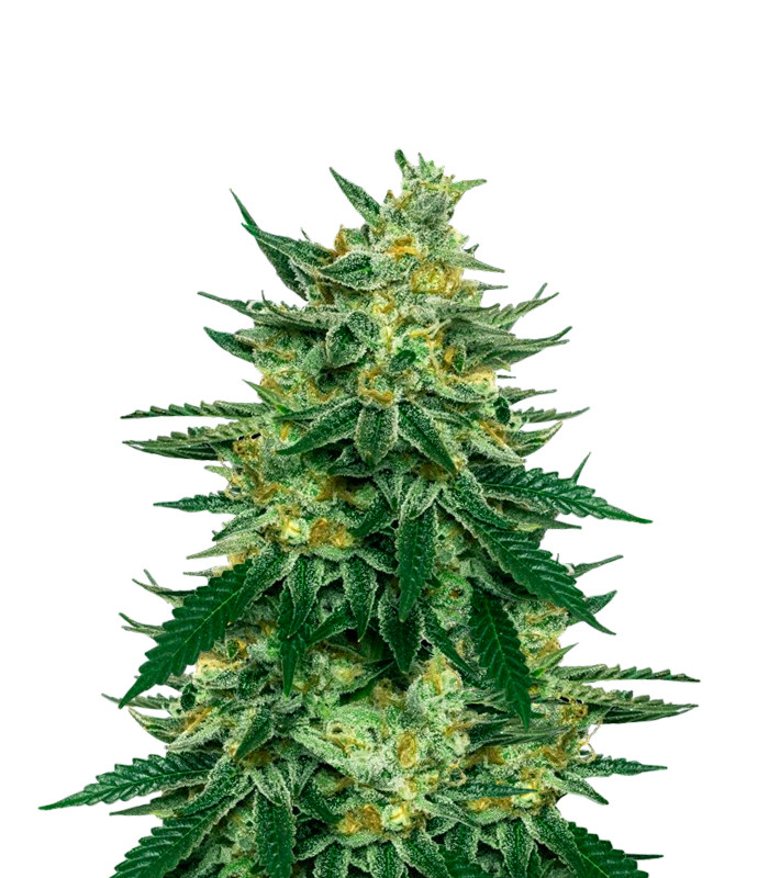 Forbidden Fruit Feminized