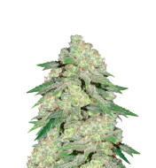 Critical Widow Feminized