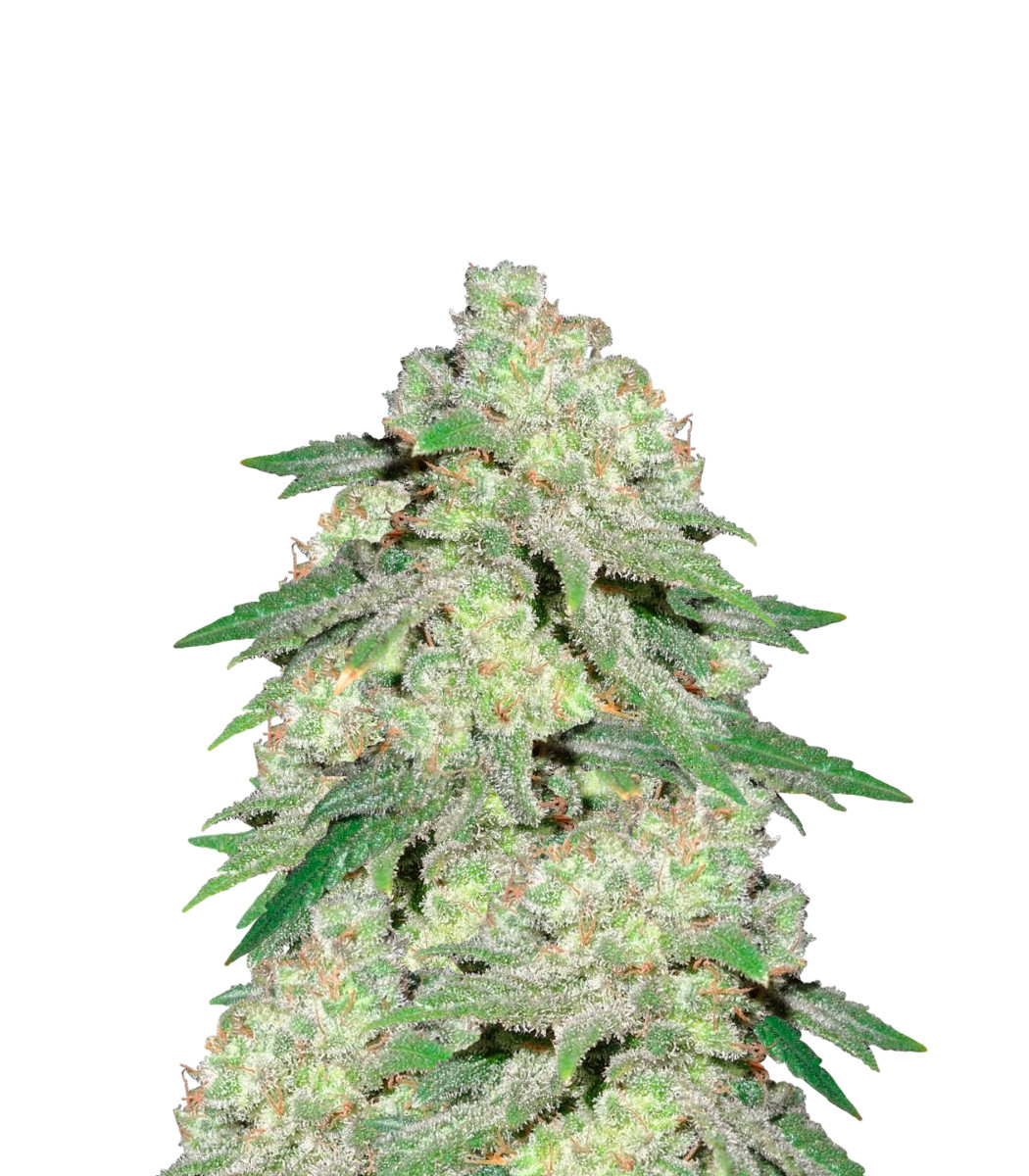 Critical Widow Feminized