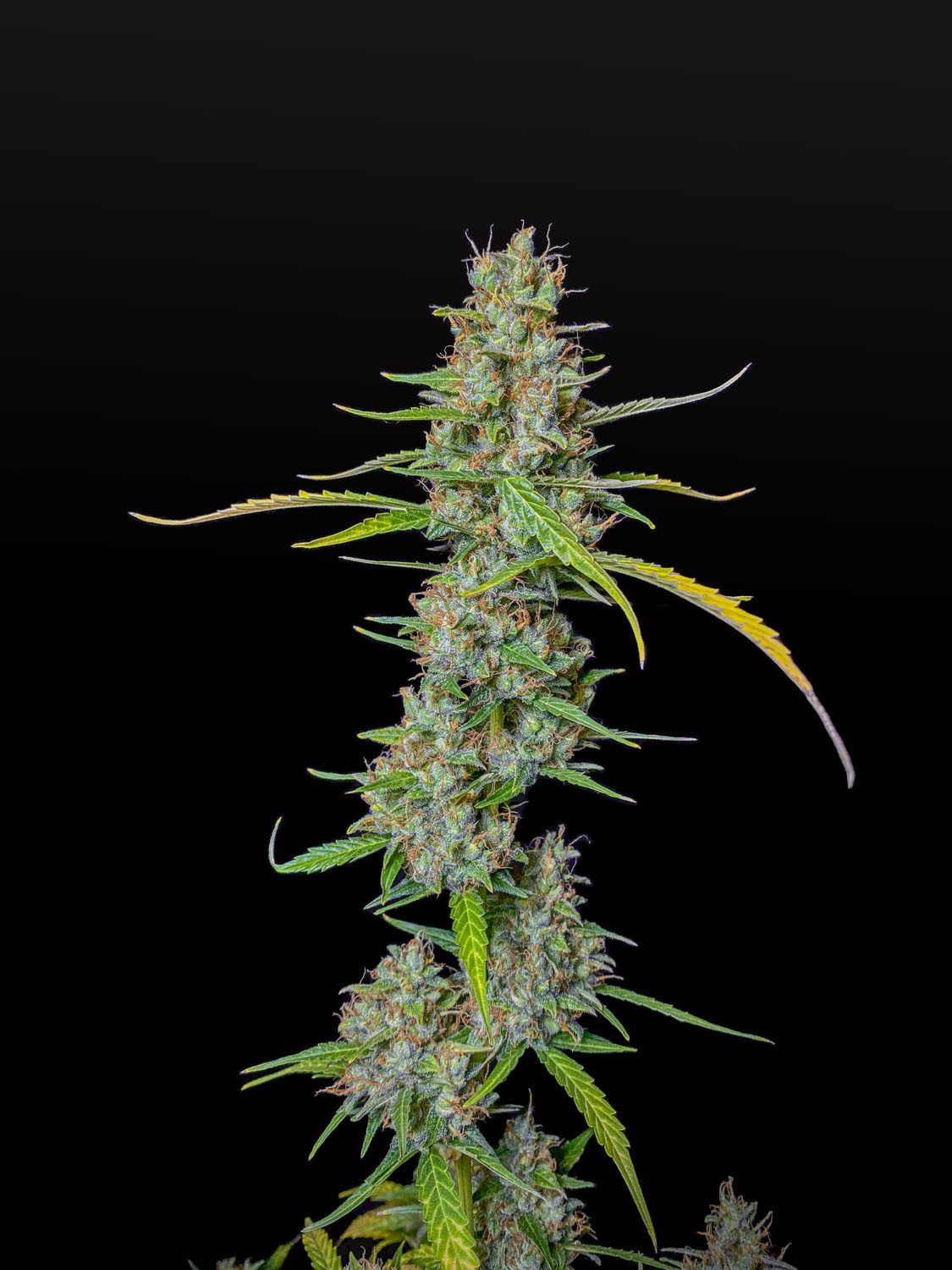 Gelato Regular
