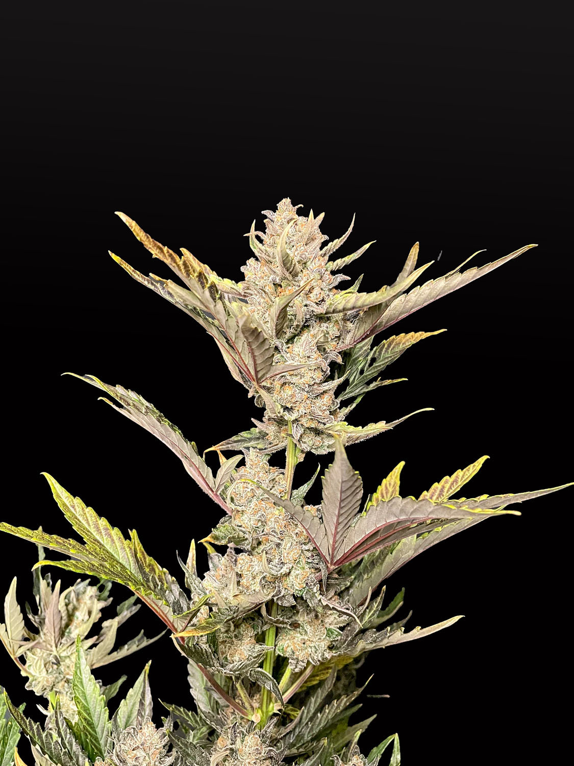 Skunk Autoflower