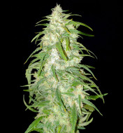 Lemonade Haze Feminized