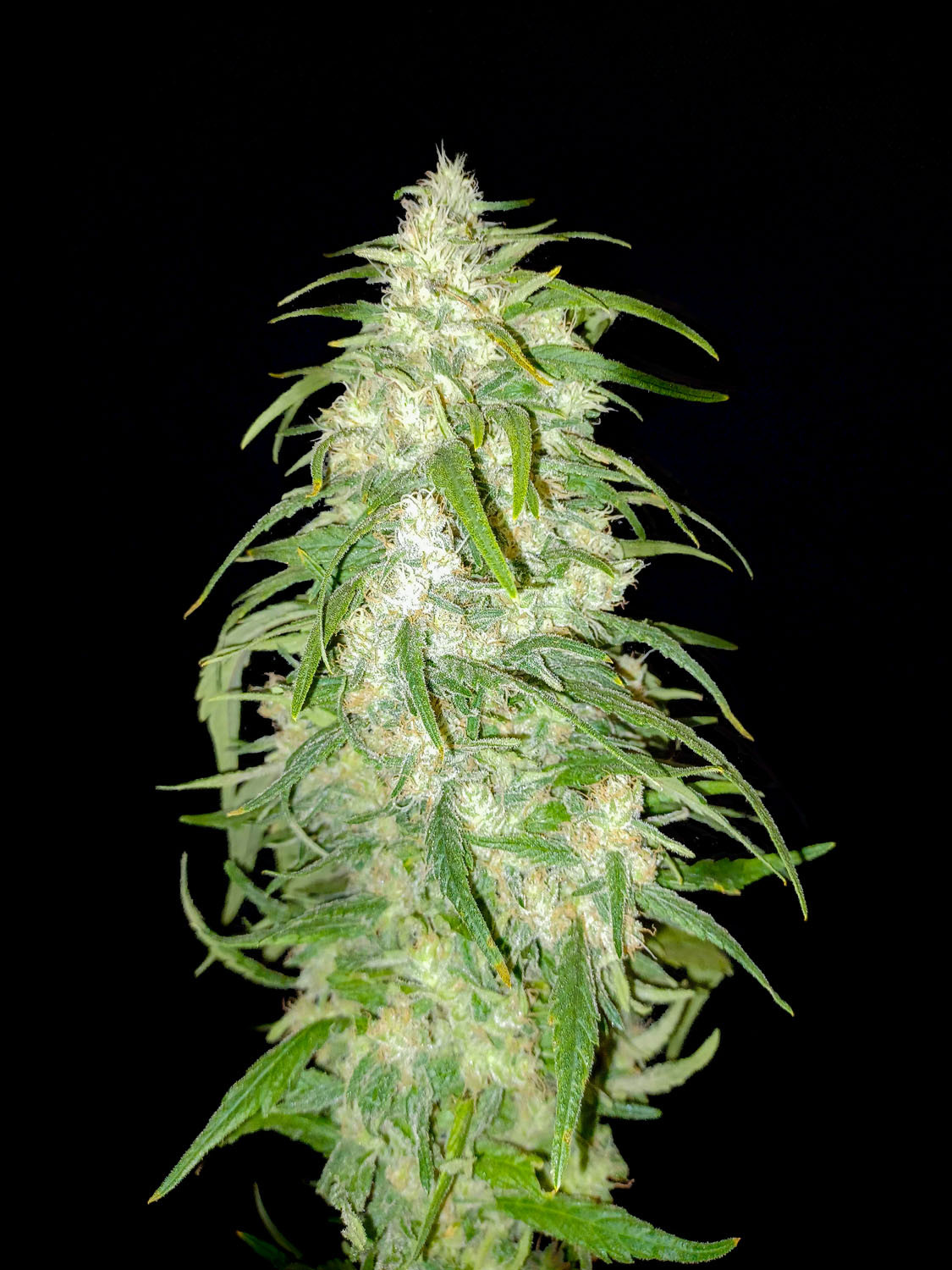 Lemonade Haze Feminized