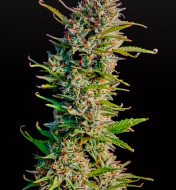 Blue Dream Autoflower