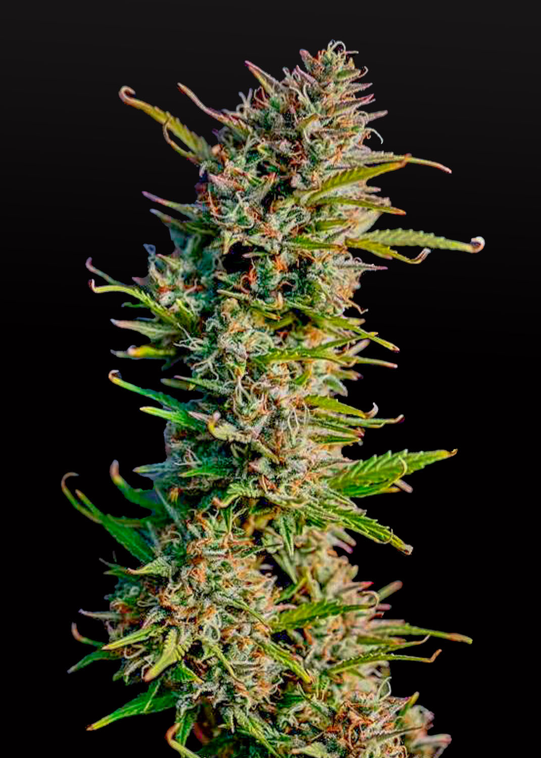 Blue Dream Autoflower