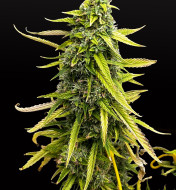 Bubblegum Autoflower