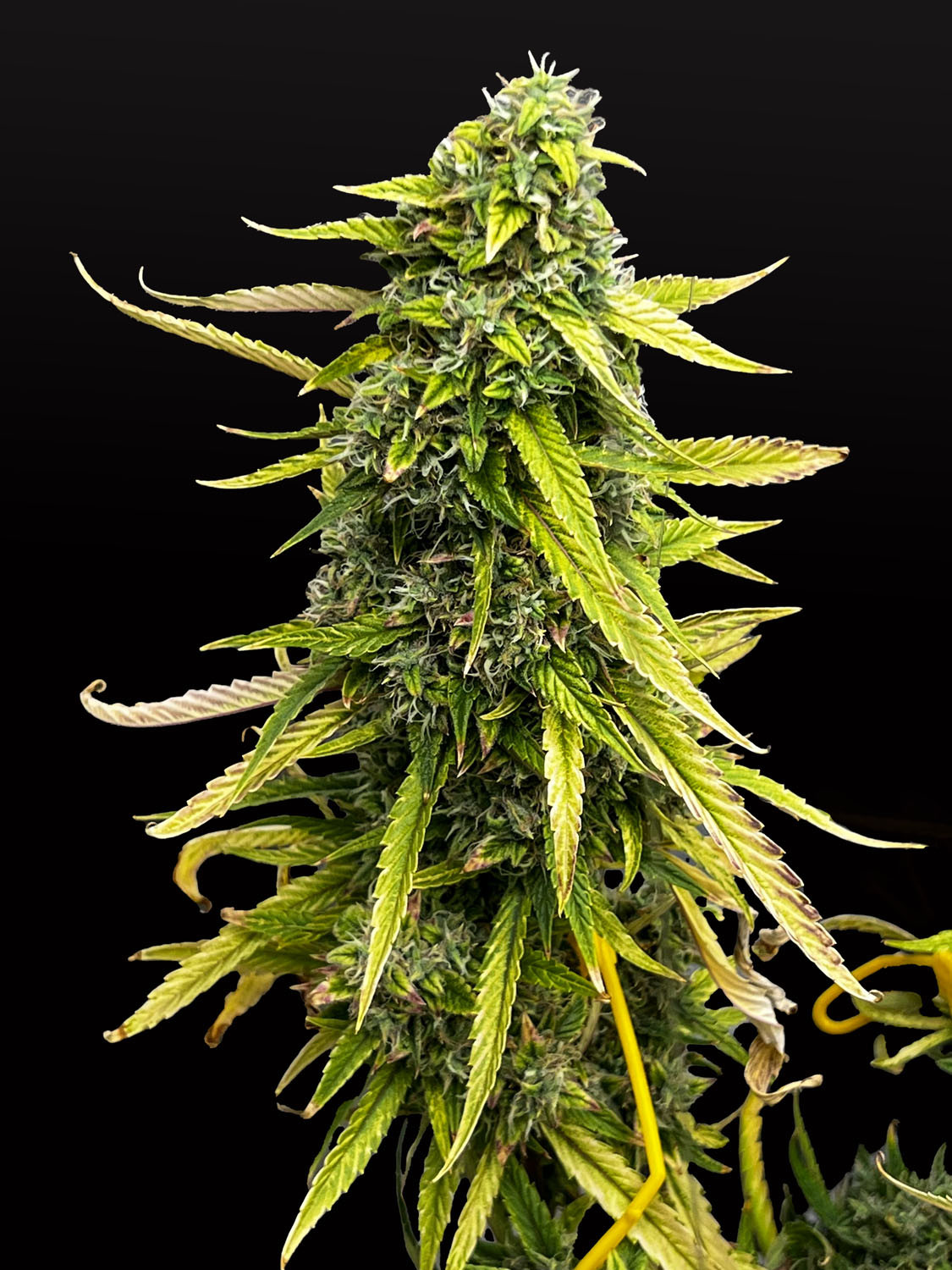 Bubblegum Autoflower