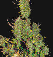 Strawberry Diesel Feminized