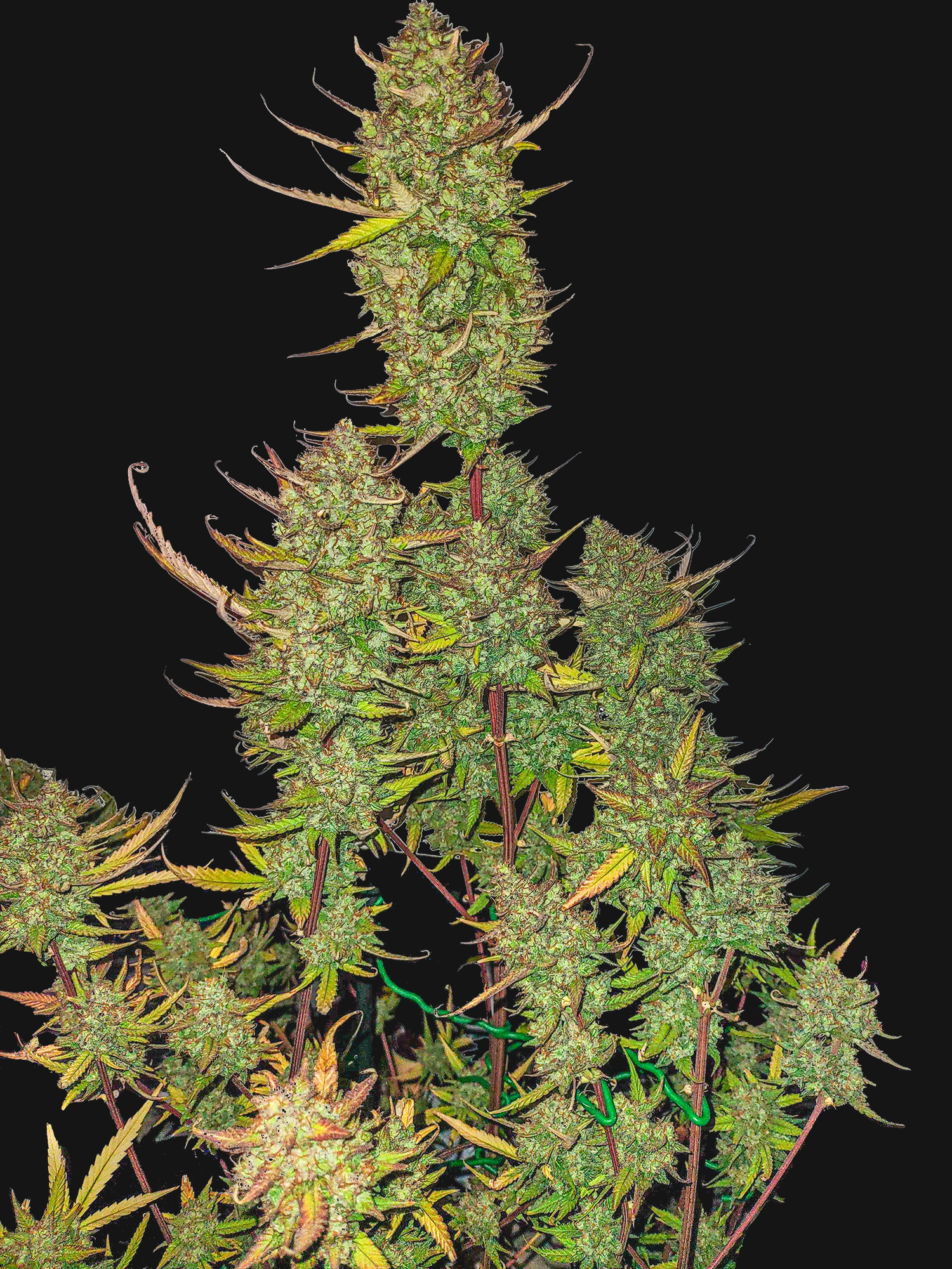 Strawberry Diesel Feminized