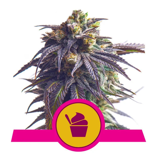 Sundae Driver Feminized