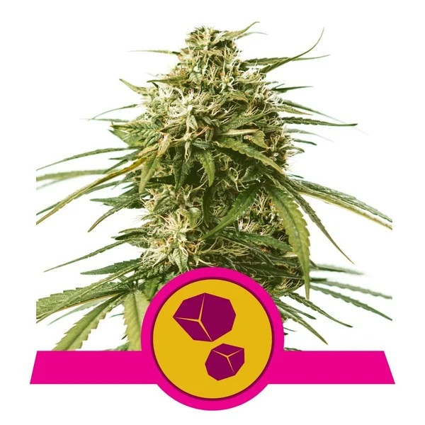 Gusher Feminized