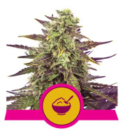 Cereal Milk Feminized