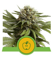 Apple Fritter Autoflower