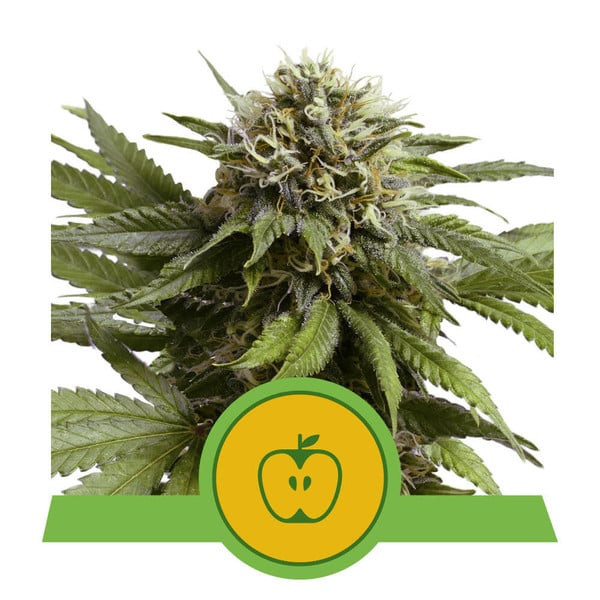 Apple Fritter Autoflower
