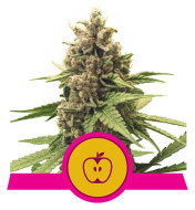 Apple Fritter Feminized