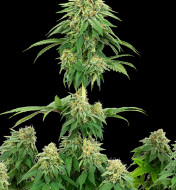 GMO Cookies Feminized