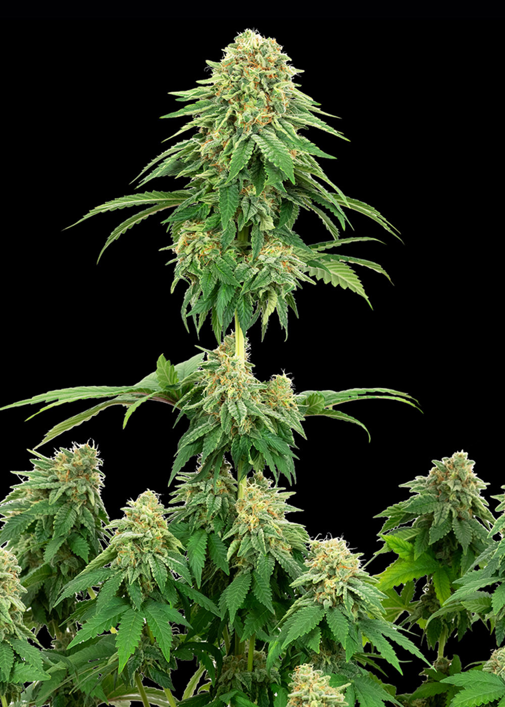 GMO Cookies Feminized