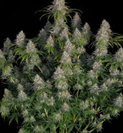 Alien Gorilla Glue Feminized