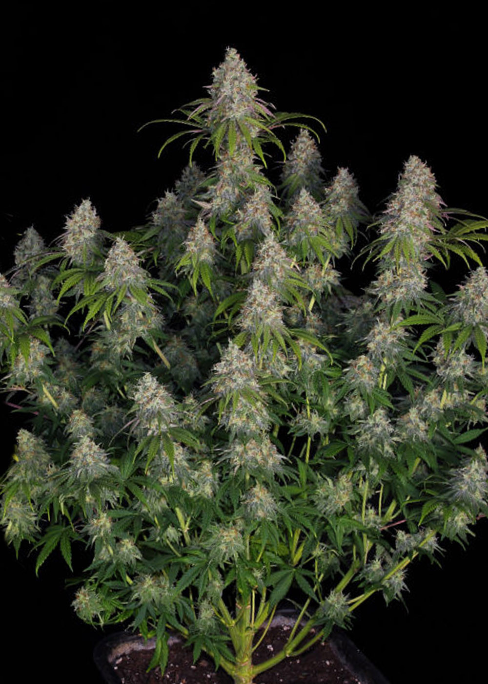 Alien Gorilla Glue Feminized