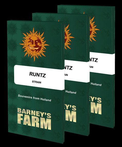 Black Runtz Feminized
