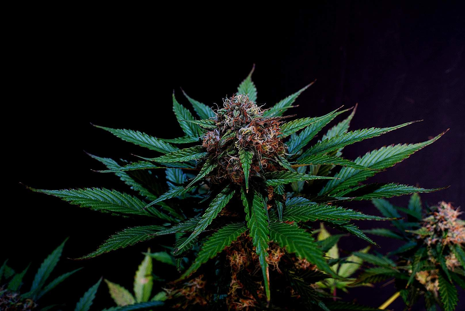 Caramel Autoflower