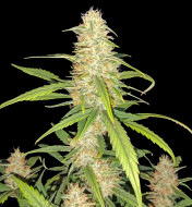 Bruce Banner Autoflower