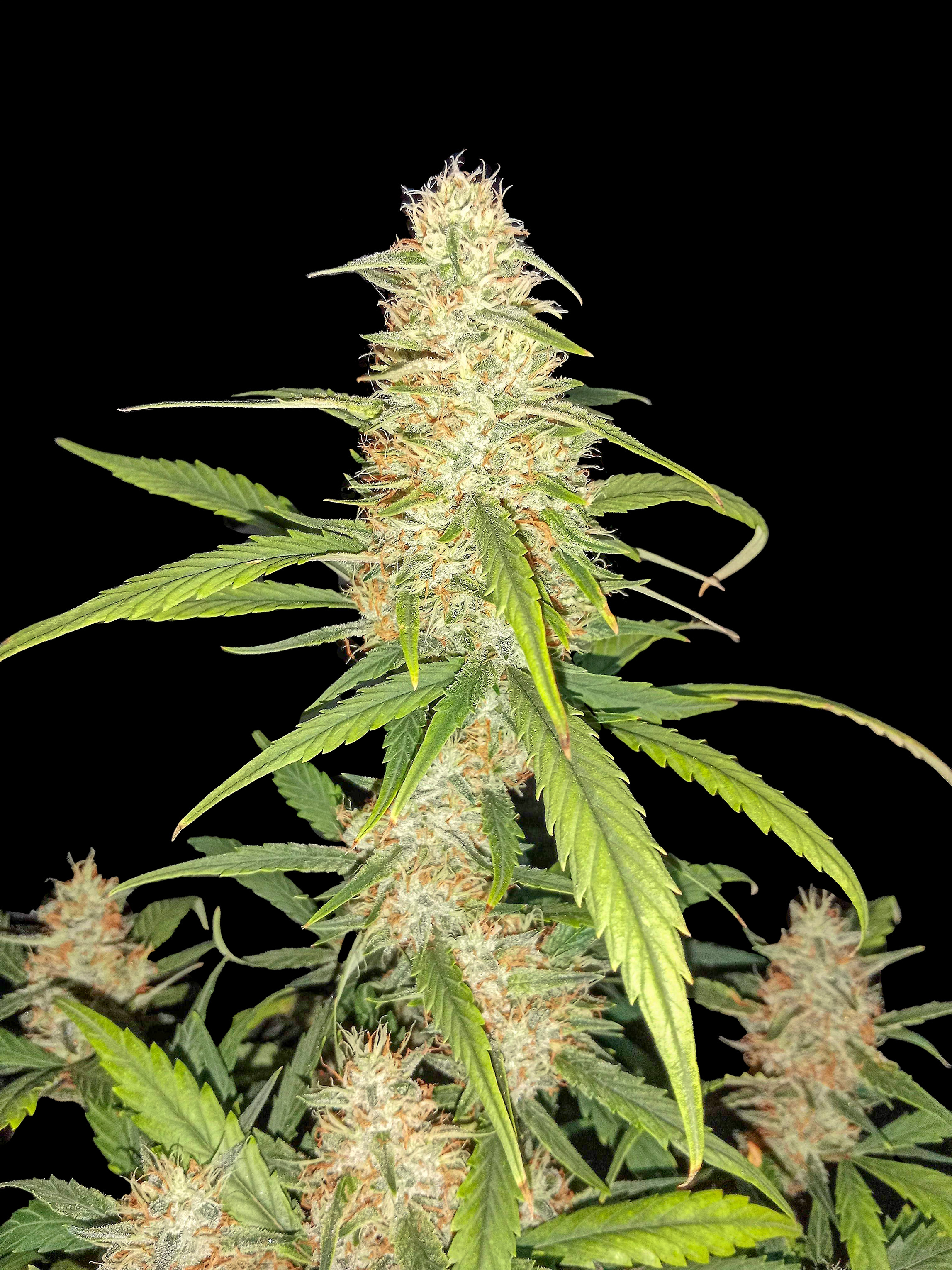 Bruce Banner Autoflower