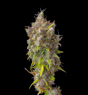 Gorilla Cookies Feminized