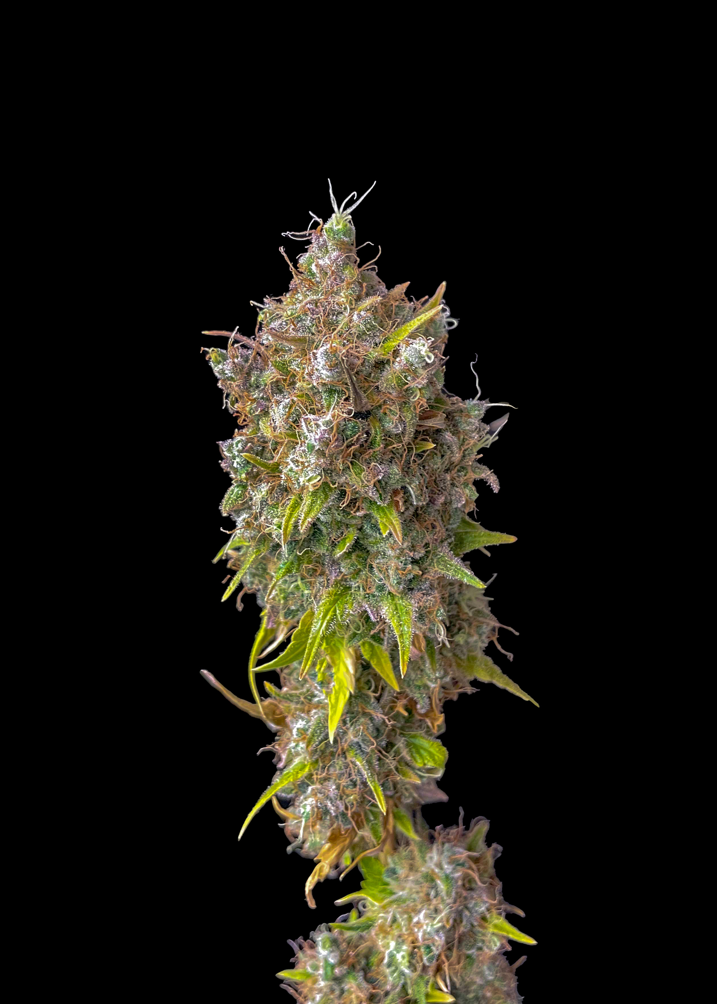 Gorilla Cookies Feminized