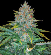 Rainbow Candy Autoflower