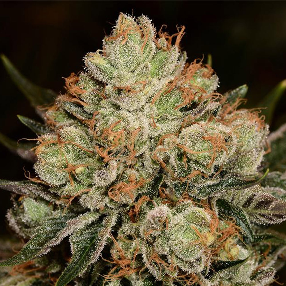 Alien Og Feminized