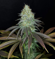 Sour Kush Feminized