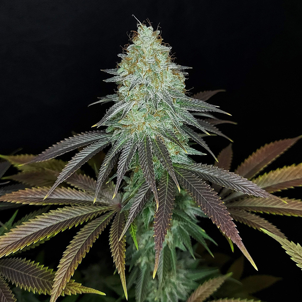 Sour Kush Feminized