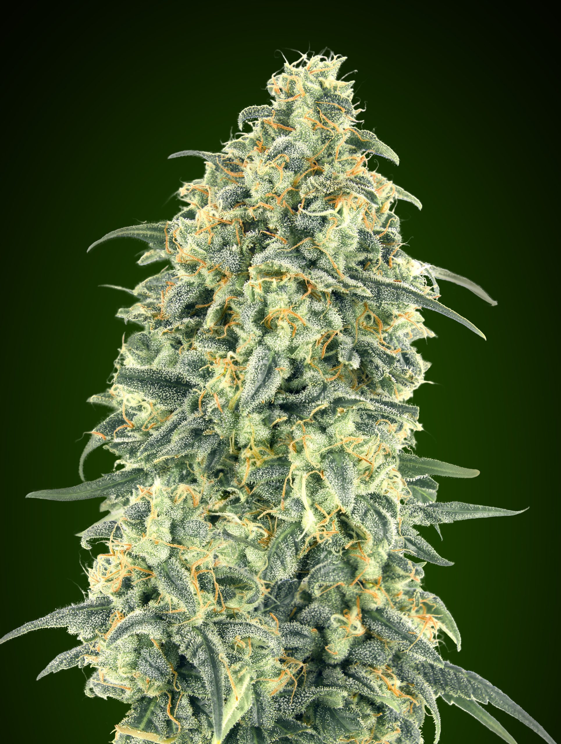 White Widow Autoflower