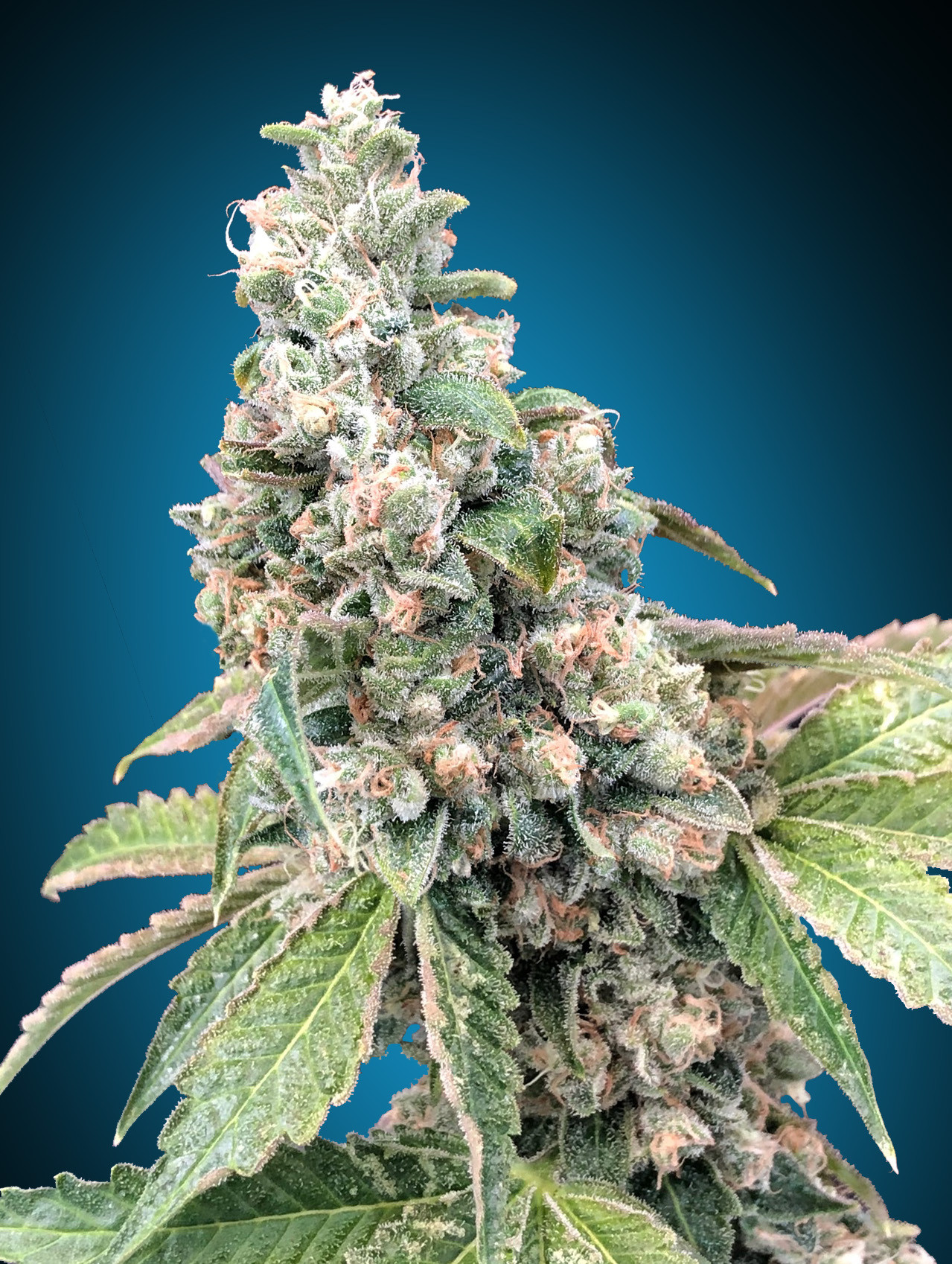 Harlequin Feminized
