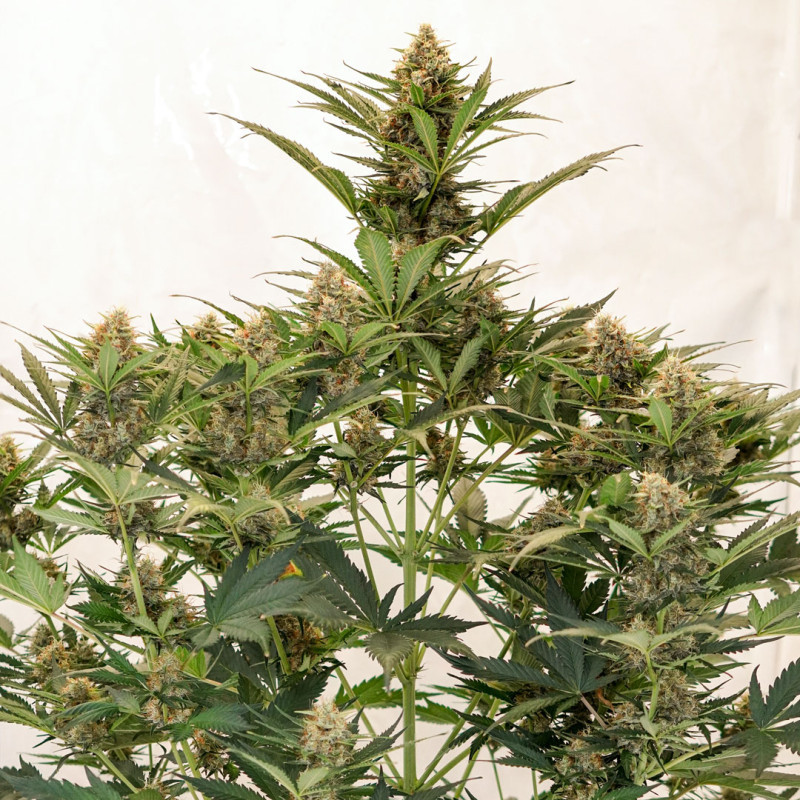 Mac One Feminized